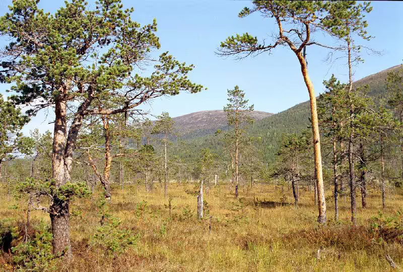 Редкий лесок