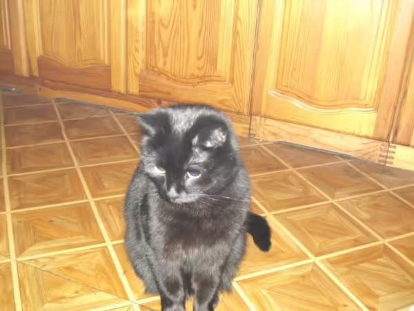 Котя