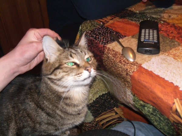 Эльфийская боевая кошка