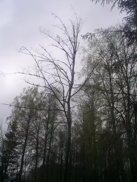 Мерцающий Лес