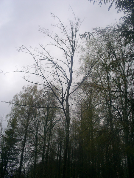 Мерцающий Лес